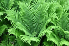 Ferns