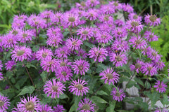 Deer Resistant Perennials