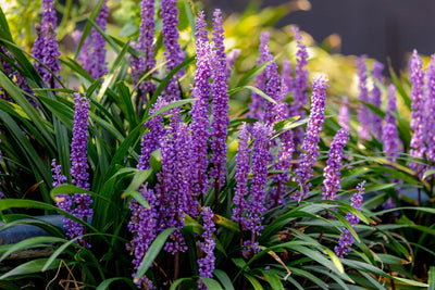 Deer Resistant Perennials - TN Nursery