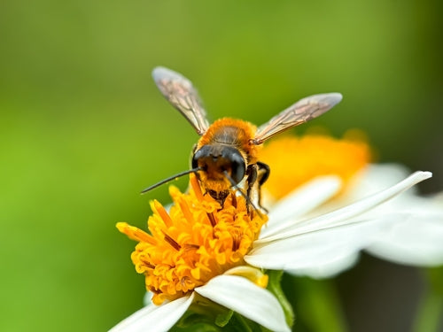 Pollinator Plants