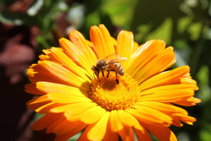 Pollinator Plants