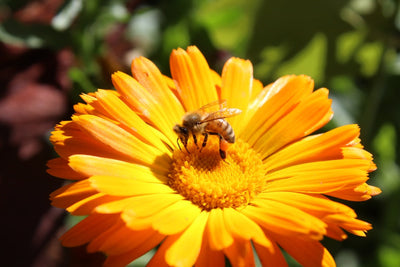 Pollinator Plants - TN Nursery