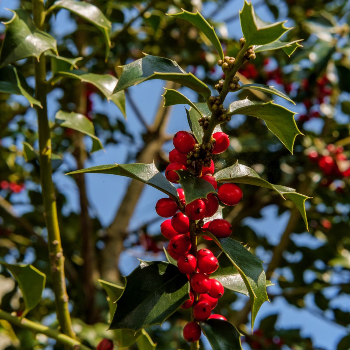 American Holly