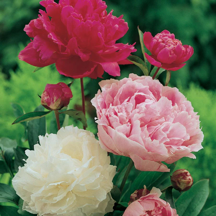 Heirloom Peony (Highly Fragrant)  (Buy 1 Get 1)