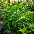 Solomon's Seal Plant