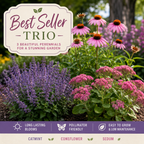 Best Seller Trio - TN Nursery