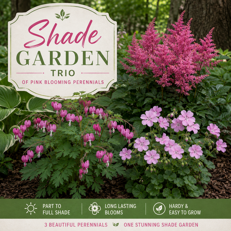 Shade Garden Trio