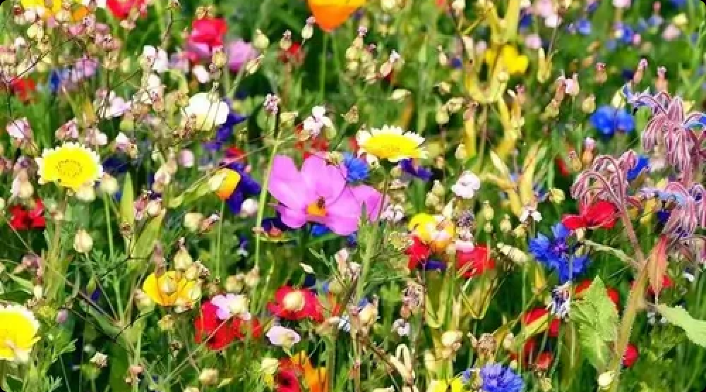 Wildflowers