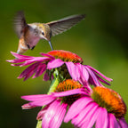 Iridescent green hummingbird hovers near pink coneflower in 10 Hummingbird Plants