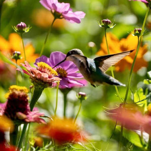 Hummingbird on a perennial