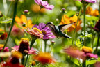 Hummingbird on a perennial