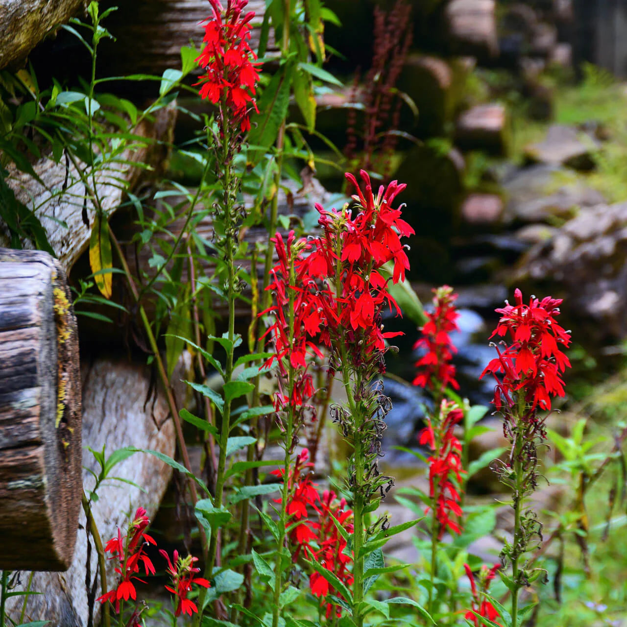 Vibrant red Lobelia cardinal flowers blooming in clusters with green foliage