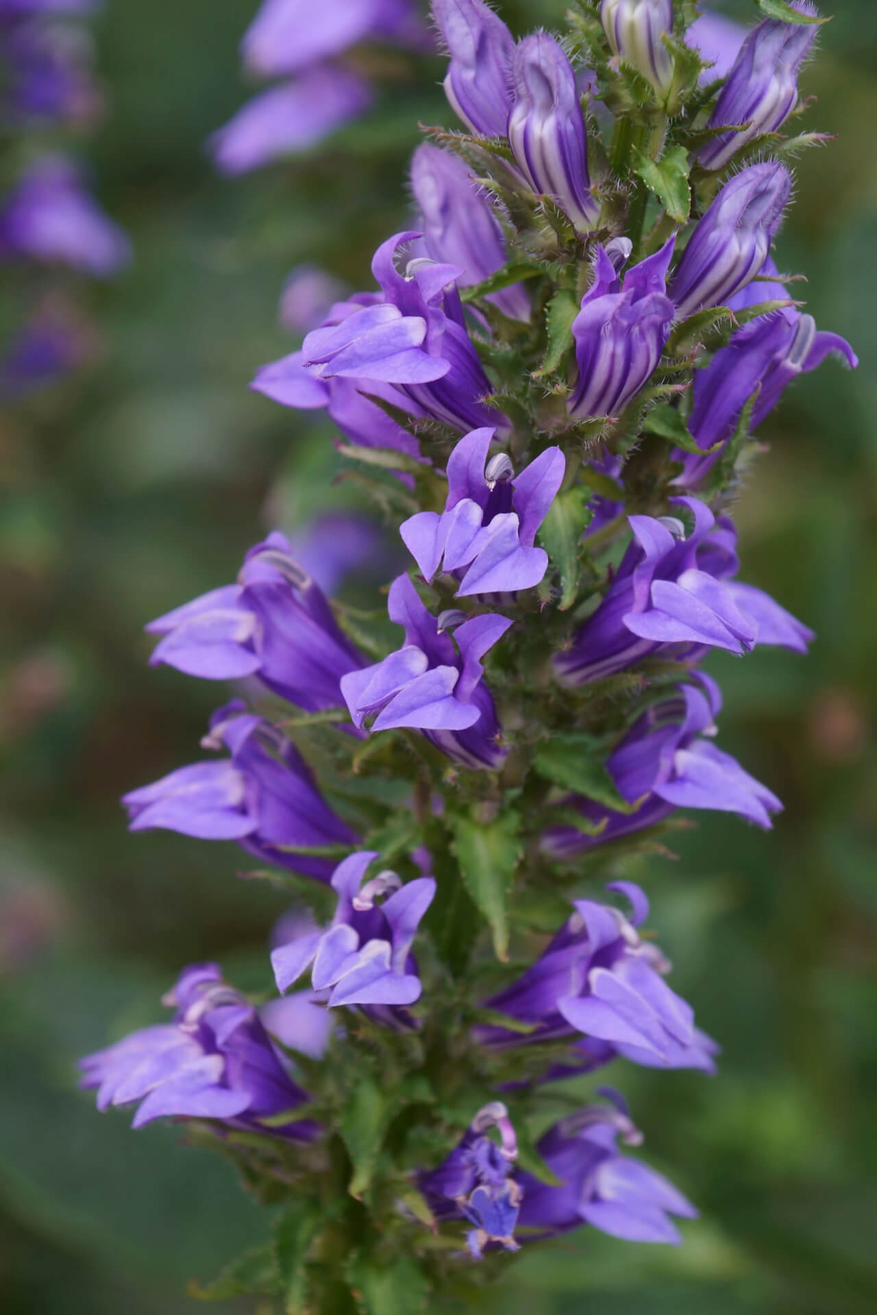 Tall lobelia stems with purple flowers, white stripes, green leaves in 10-pack