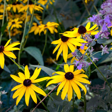 Bright yellow black-eyed susans with purple blooms in 10 Purple & Gold Perennials