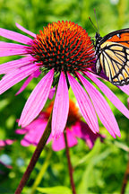 Vibrant pink coneflower with orange black monarch butterfly in Purple & Gold Perennials