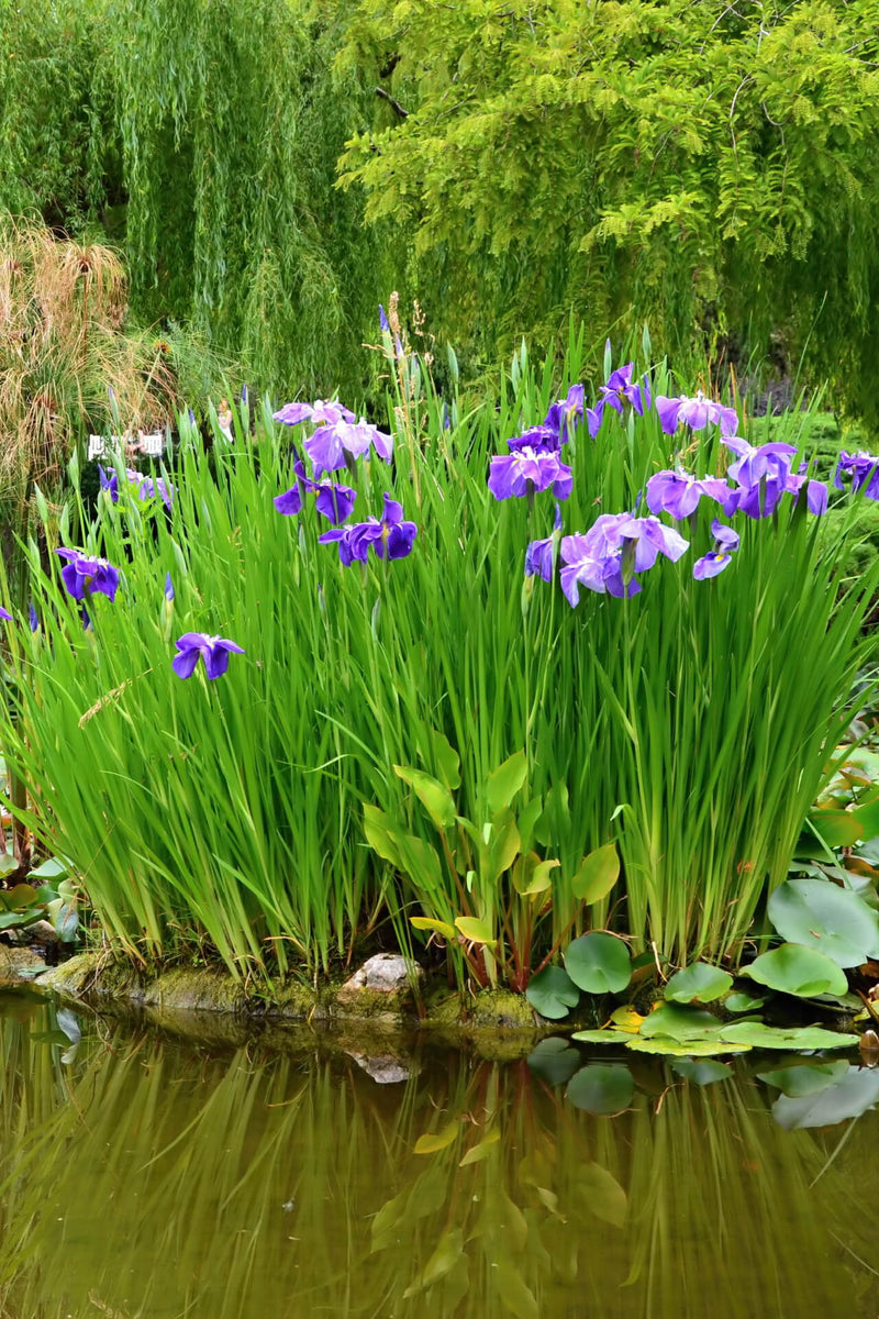 Vibrant purple iris flowers blooming on lush green stalks by pond in 10 water garden plants