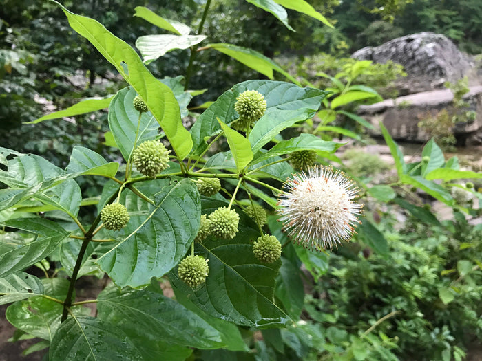 Hardy, Native Plant Collections