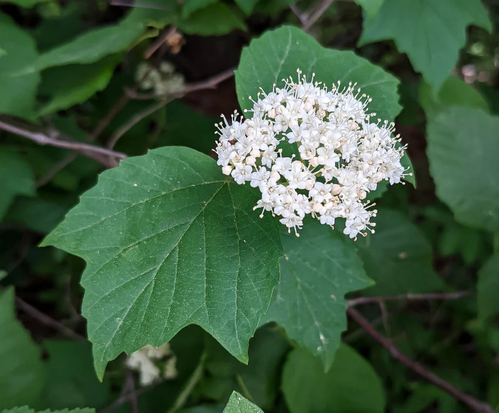 Mapleleaf Viburnum