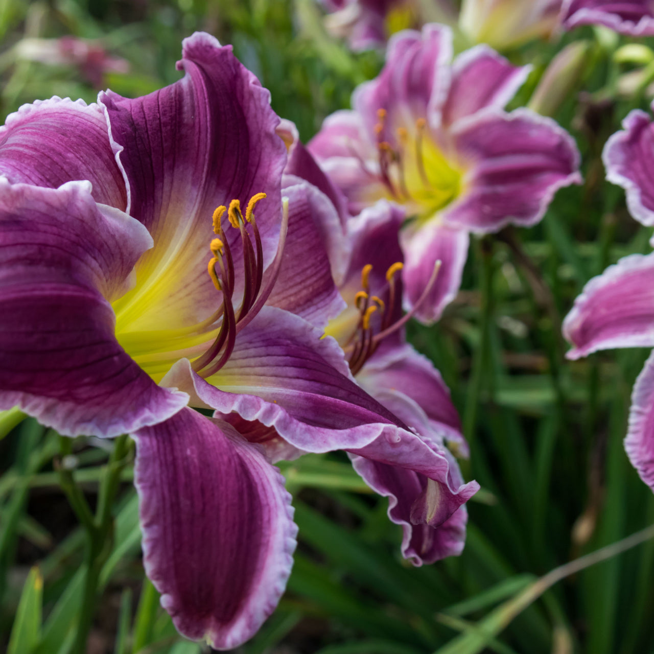 15 Assorted Daylillies - 5 Plants Each - Red, Orange and Yellow - TN Nursery