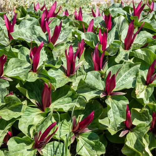 15 Colorful Trillium Collection - 2-3 Colors, Chosen Perfectly For Your Climate Zone