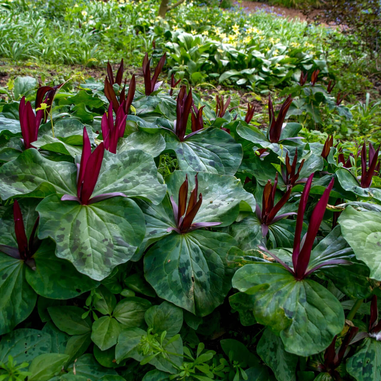 15 Colorful Trillium Collection - 5 Each- White, Red & Yellow - TN Nursery