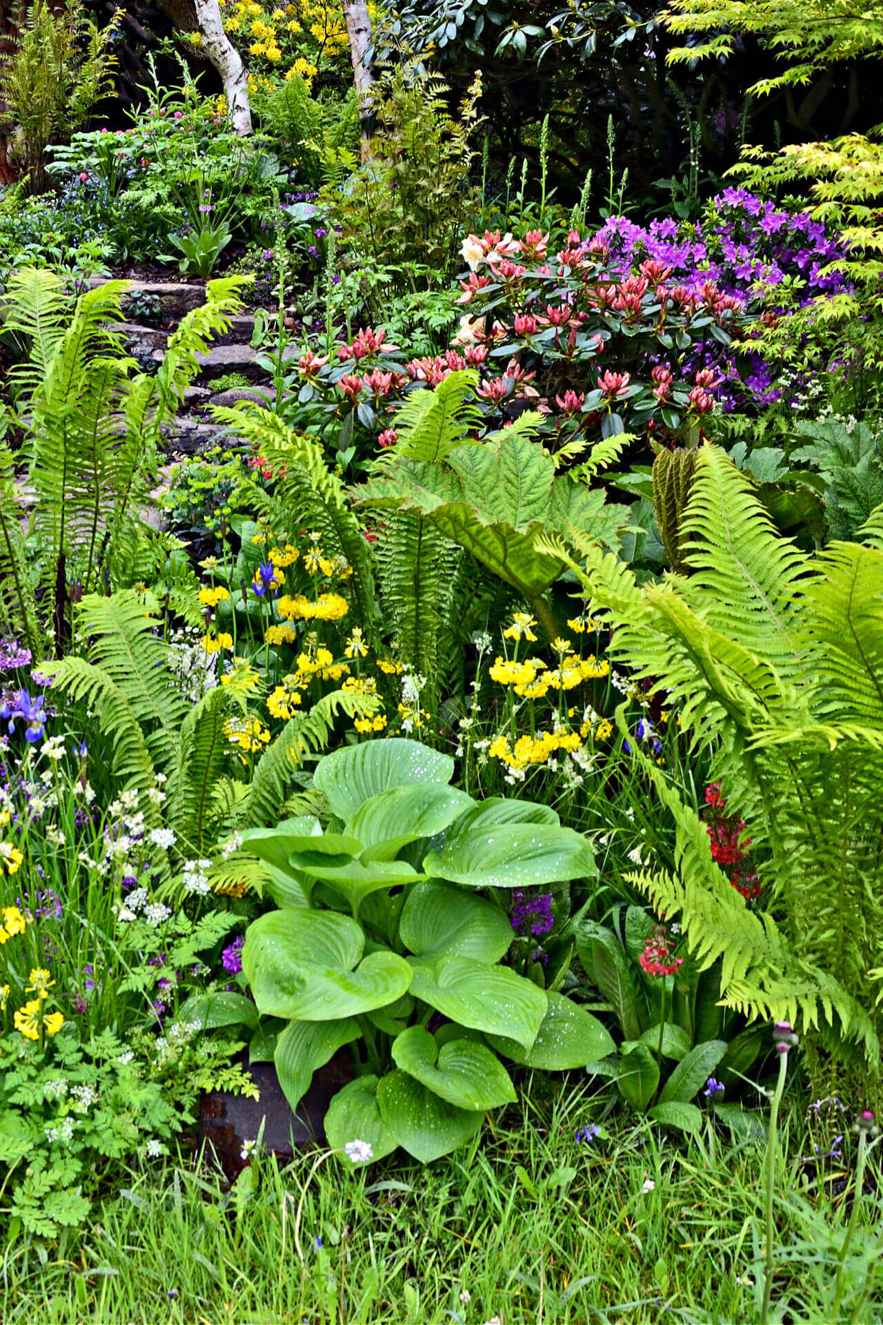 15 Ferns - TN Nursery