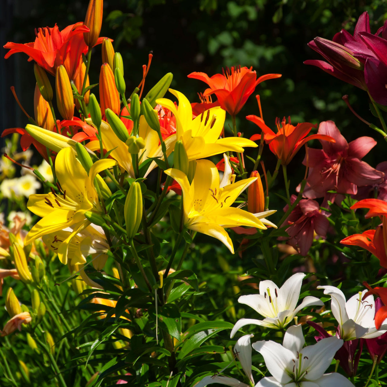 15 Flowering Perennials - Mixed Variety- Choosen Perfectly For Your Zone - TN Nursery