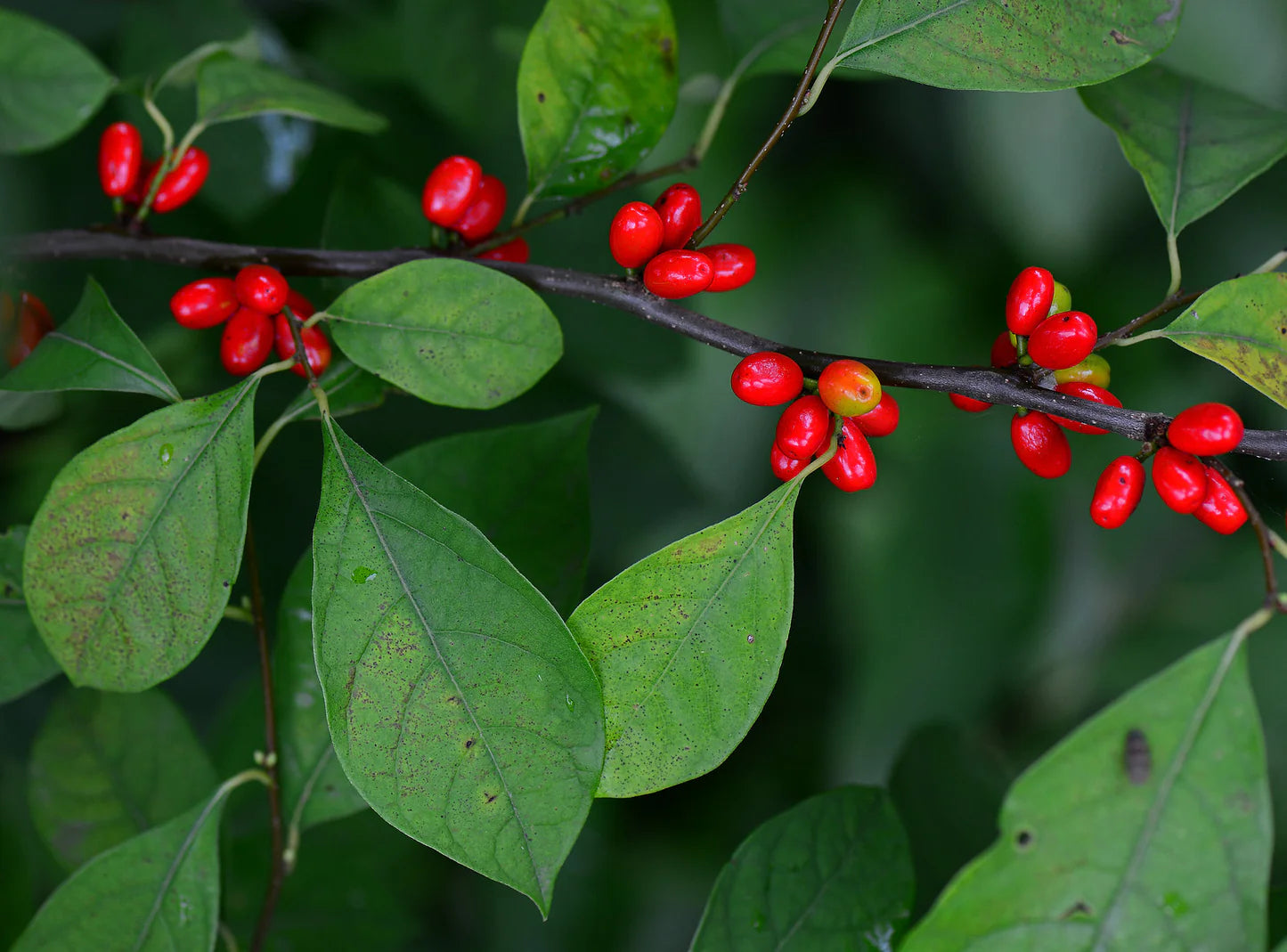 Northern Spice Bush