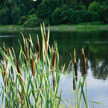 Tall green cattails with brown seed heads in calm pond from 15 Aquatic Plants Box