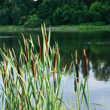Tall green cattails with brown seed heads in calm pond from 15 Aquatic Plants Box