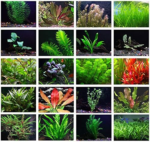 Vibrant 15 Aquatic Plants Box collage: 5 Bul Rush, 5 River Cane, 5 Crested Iris