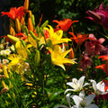 Vibrant orange yellow white lilies blooming in 15 mixed perennials for your zone