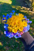 Hand holding vibrant yellow daffodils and blue-purple flowers from 15 mixed perennials