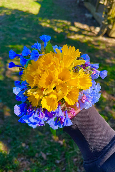 Hand holding vibrant yellow daffodils and blue-purple flowers from 15 mixed perennials