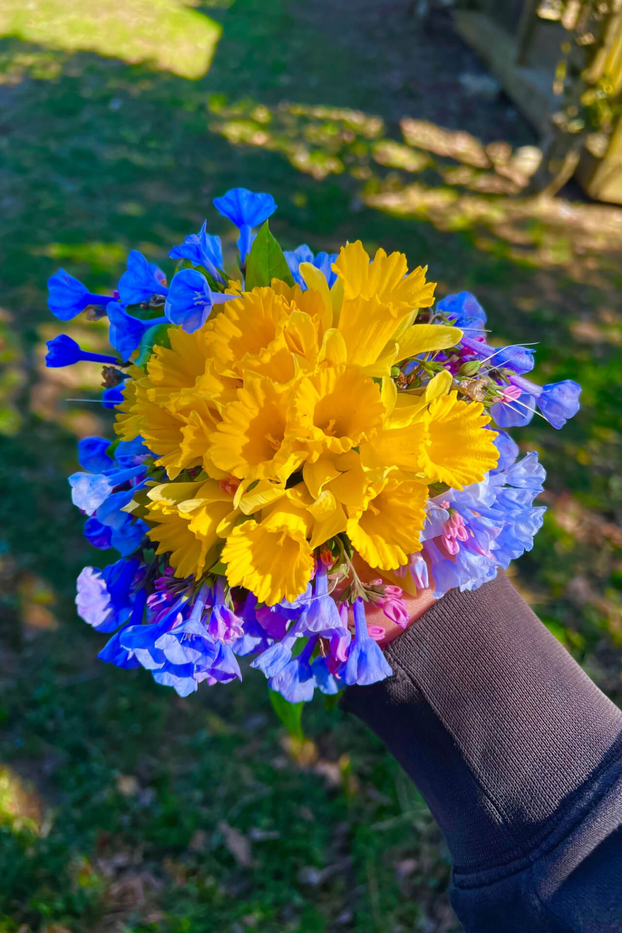 Hand holding vibrant yellow daffodils and blue-purple flowers from 15 mixed perennials