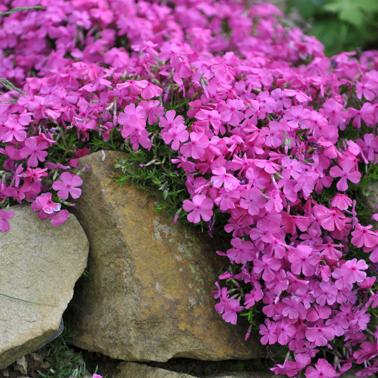 Vibrant pink phlox cascading over rustic rocks in 15 Ground Cover Favorites