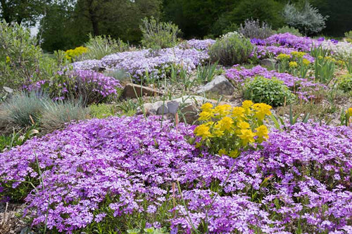 Vibrant purple and yellow ground cover flowers from 15 Ground Cover Favorites