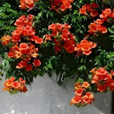 Vibrant orange trumpet flowers cascading over gray wall in 15 Ground Cover Favorites