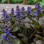 Purple-flowered ground cover plant with dark green textured leaves from 15 Ground Cover Favorites