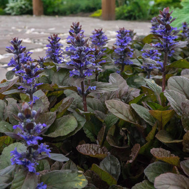 Purple-flowered ground cover plant with dark green textured leaves from 15 Ground Cover Favorites
