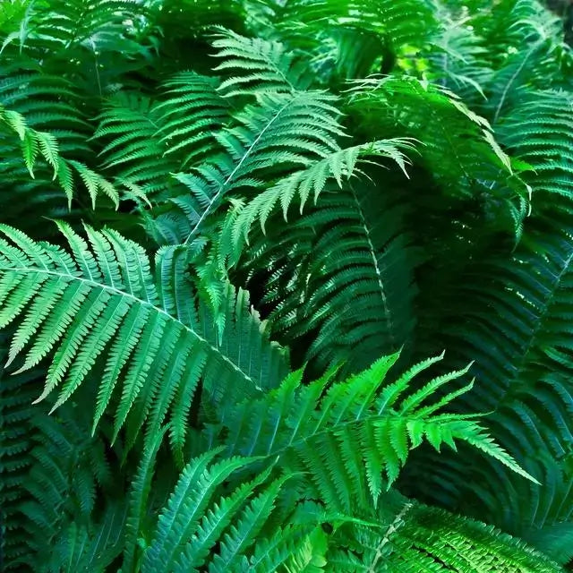 Vibrant green fern fronds from 15 Hardy Ferns, feathery textures