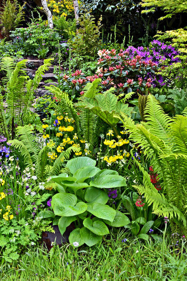 15 hardy ferns with lush green ferns, hostas, and vibrant yellow, purple, pink flowers