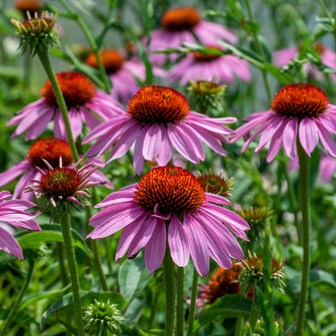 Pink coneflowers with orange centers in lush green field from 15 long-blooming perennials