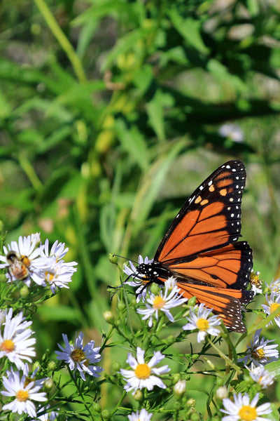Vibrant orange monarch butterfly on white flowers in 15 Monarch Pollinator Plants