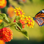 Monarch butterfly on yellow flowers in 15 Monarch Pollinator Plants