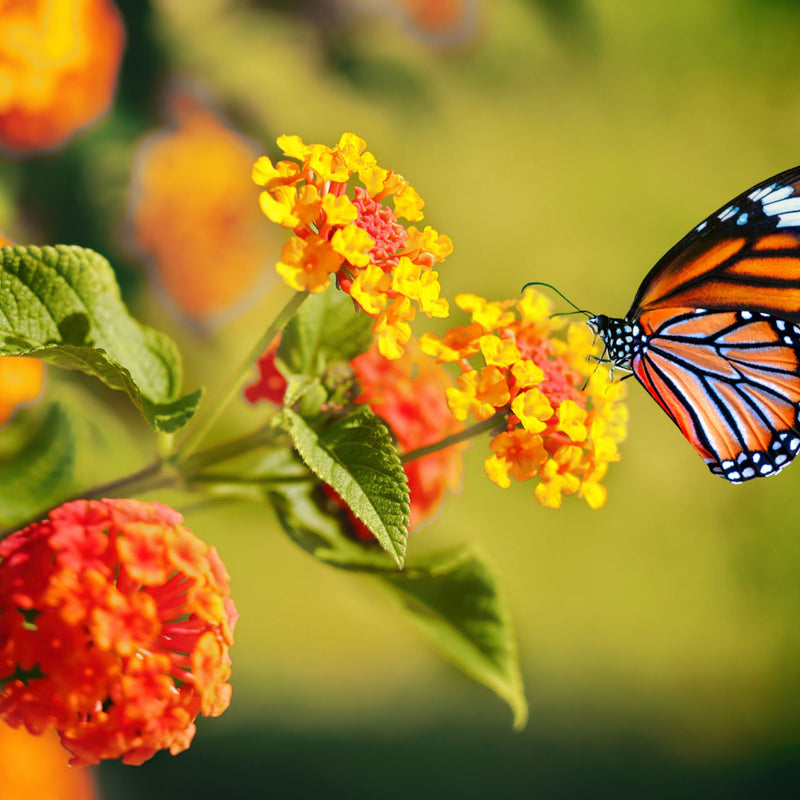 Monarch butterfly on yellow flowers in 15 Monarch Pollinator Plants