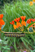 Vibrant orange milkweed flower in 15 Monarch Pollinator Plants product