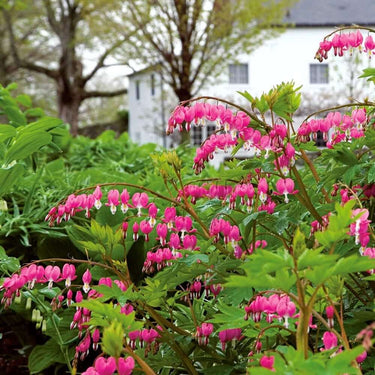 Vibrant pink bleeding heart flowers in 15 old fashioned perennial favorites for your zone