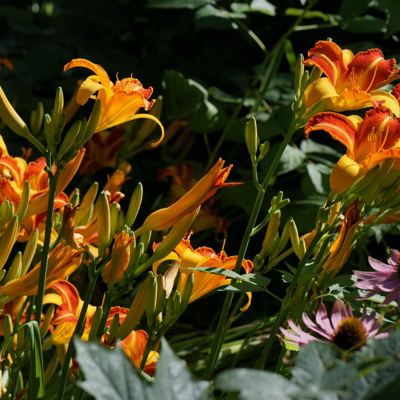 Vibrant orange yellow daylilies from 15 old fashioned perennial favorites mix