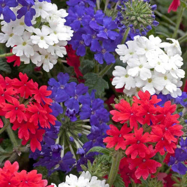 Vibrant red white blue verbena in 15 Patriot Perennial Package bloom